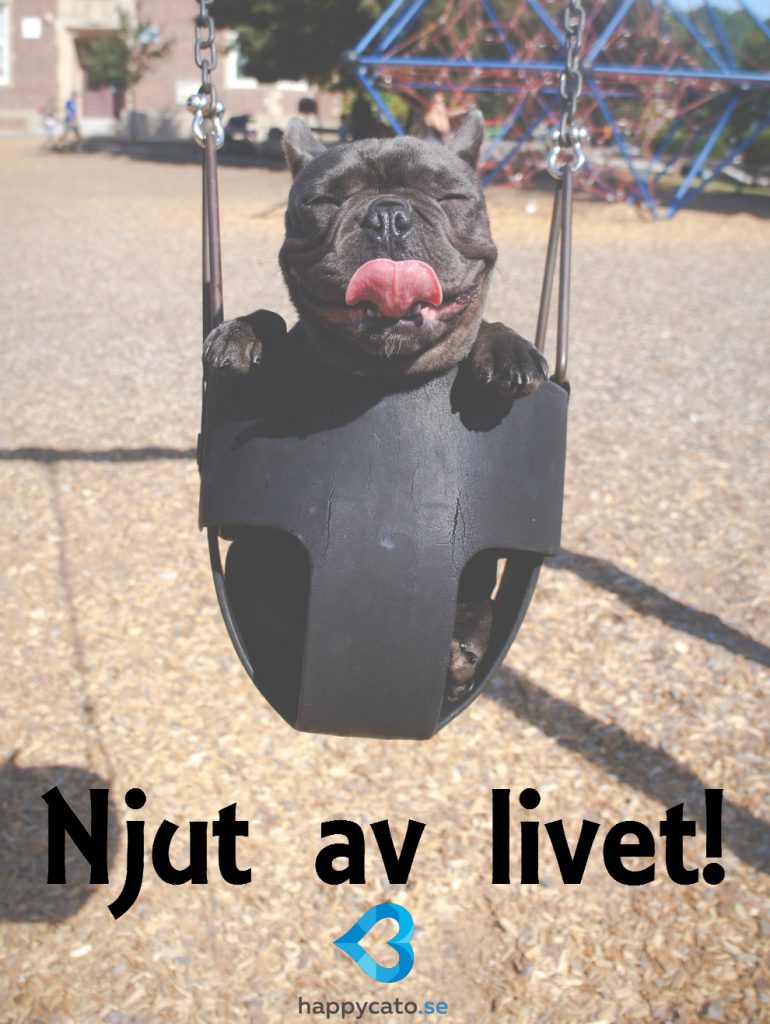 Njut av livet, lycka, hund