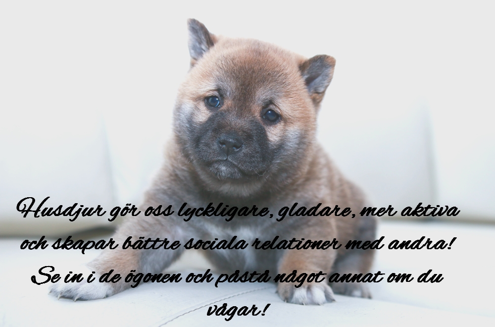 husdjur gör dig lycklig hund katt get